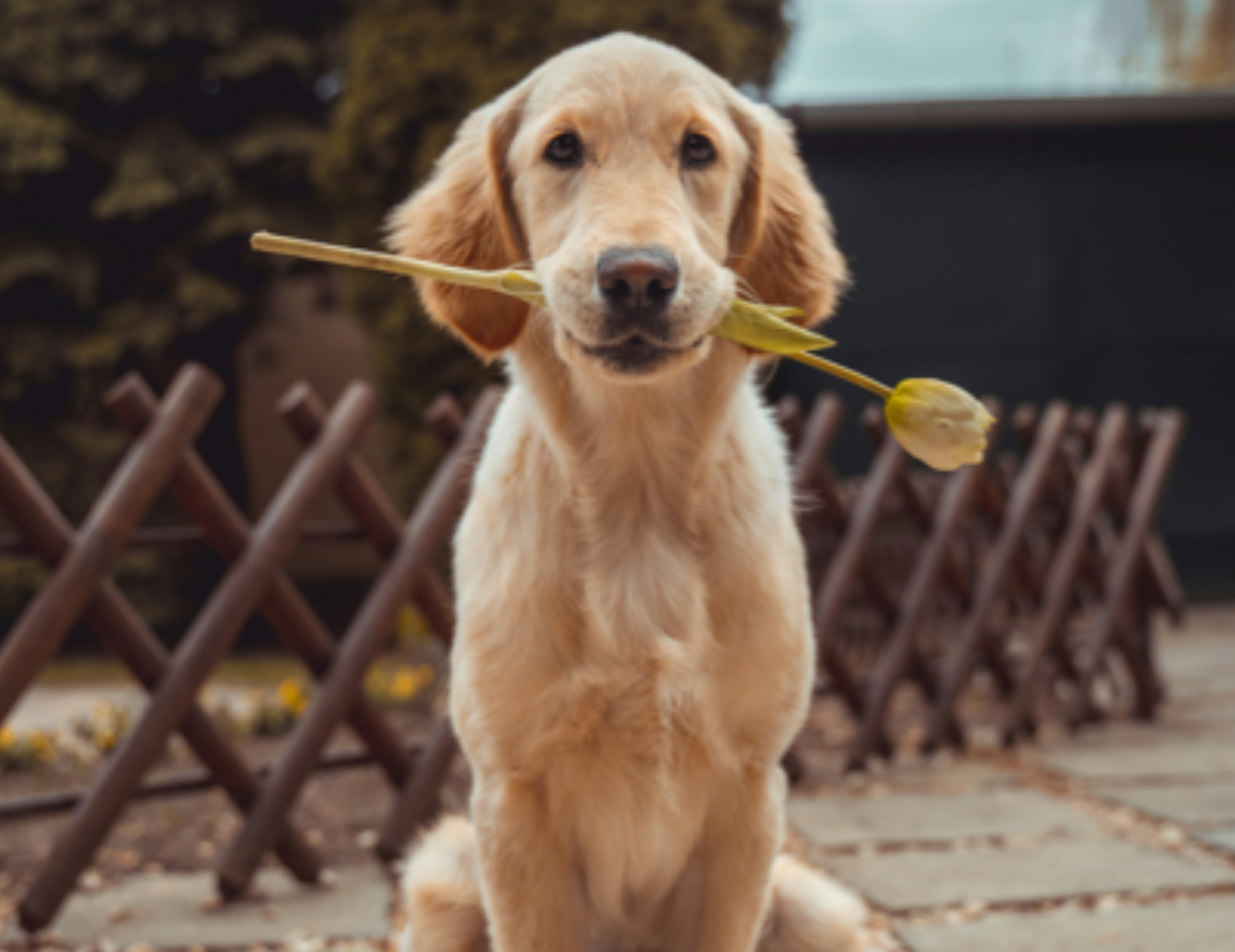 Cane in bocca ha il fiore