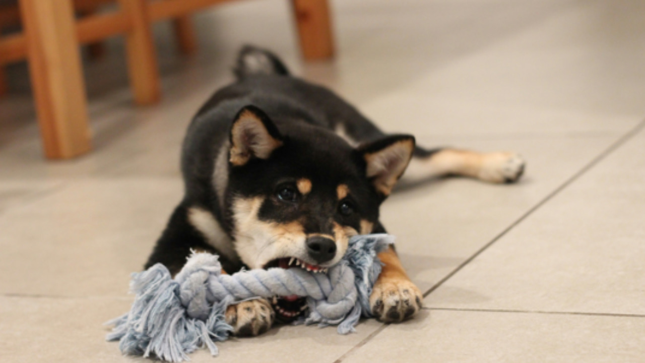 Cane morde il gioco