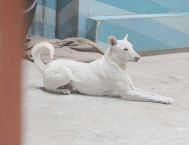 Cosa significa sognare un cane bianco?