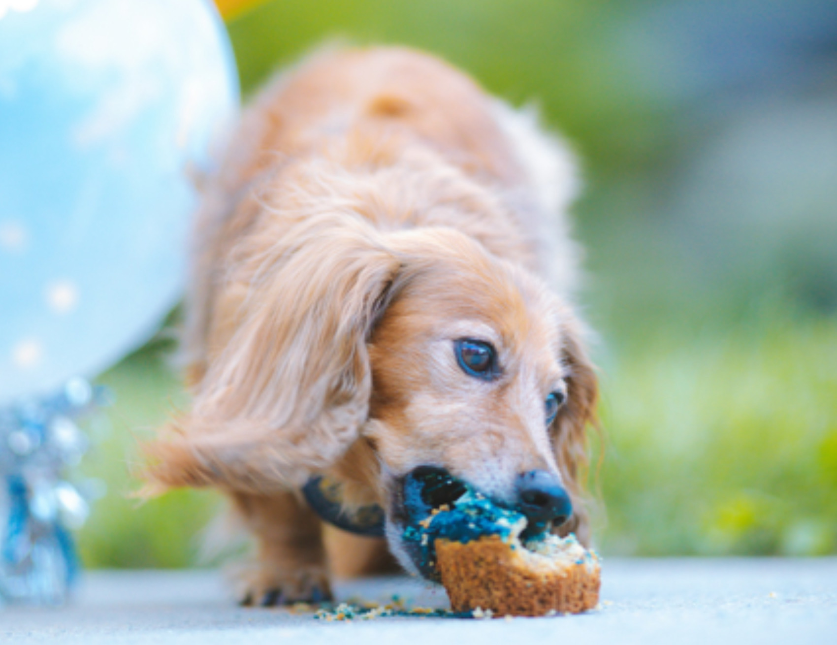 Cane morde il dolce