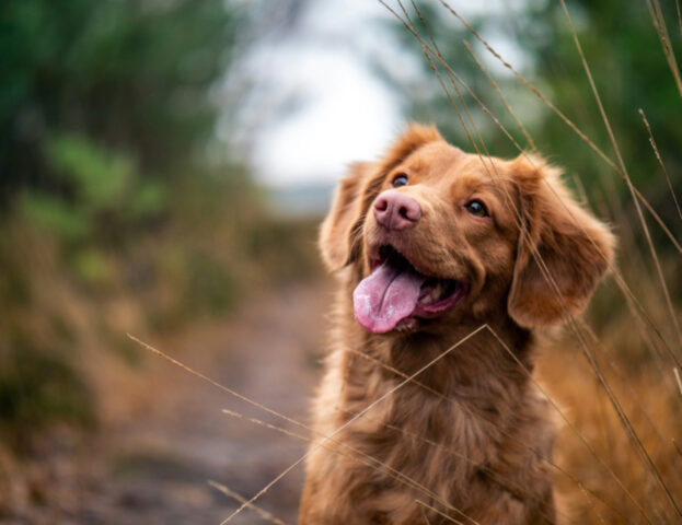 Cosa significa sognare un cane che ti lecca?