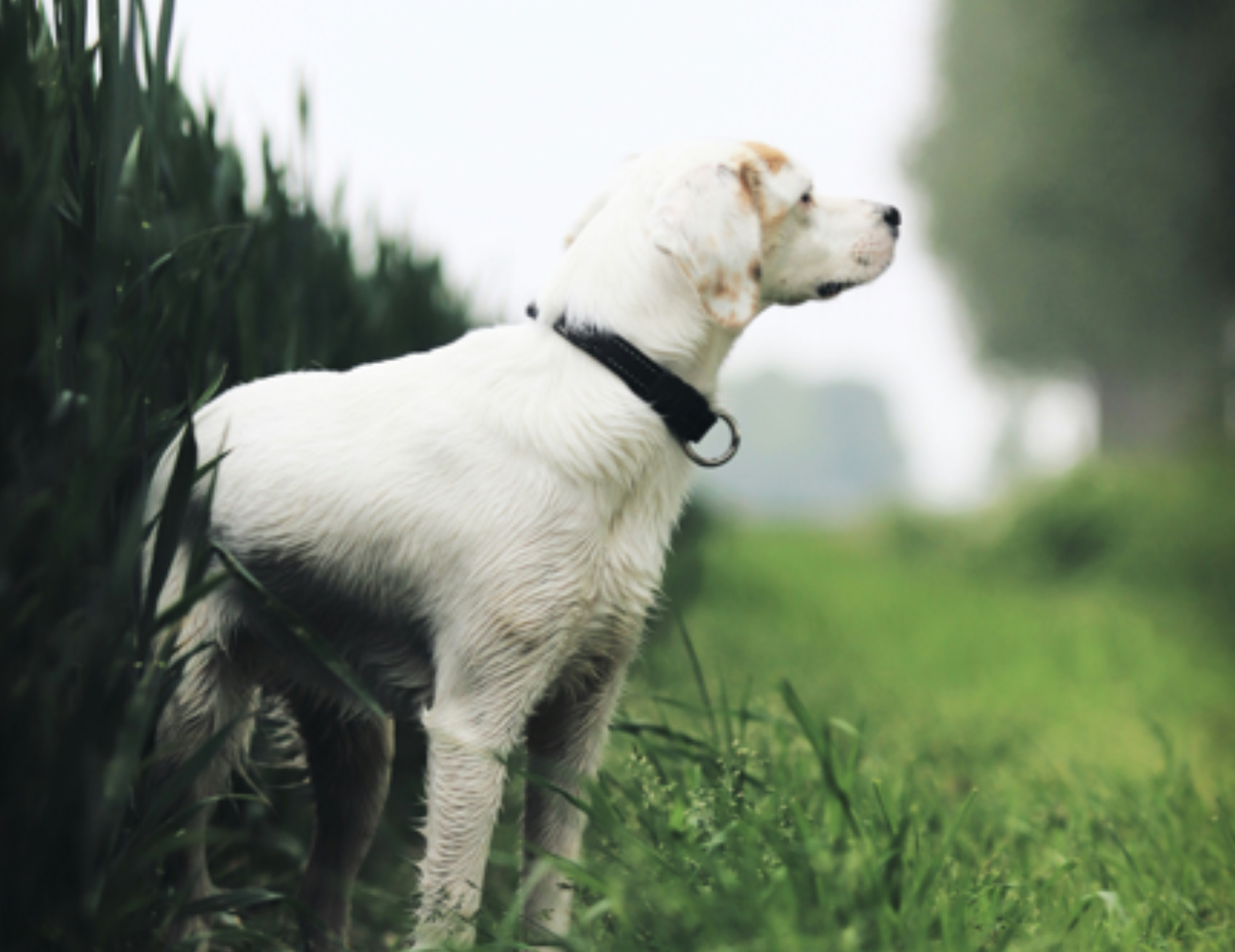 Cane guarda in alto