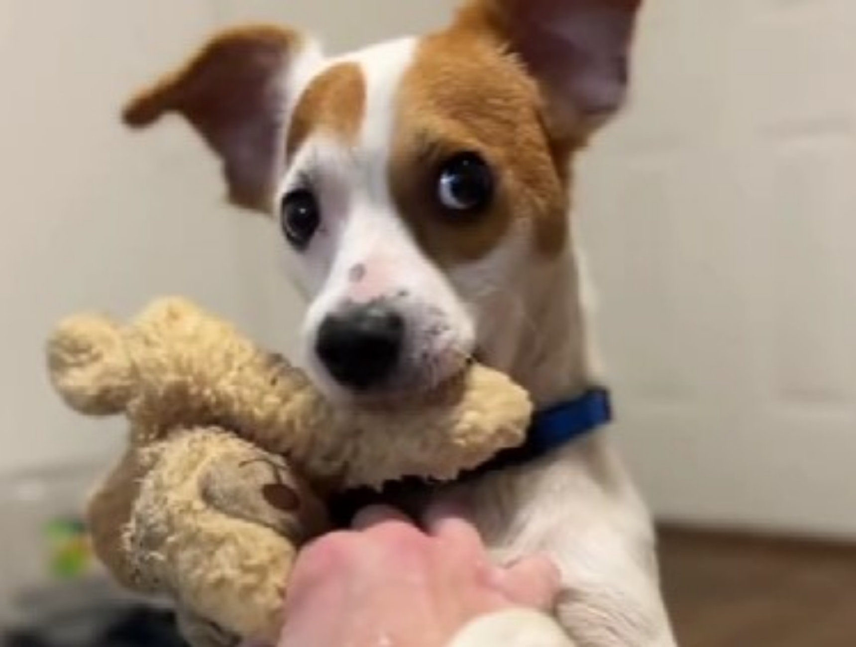 cagnolino triste si trasforma