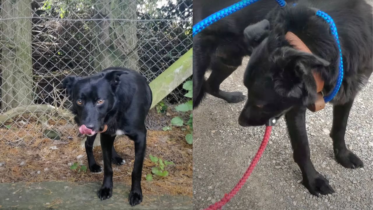 Cane nero terrorizzato dalle persone