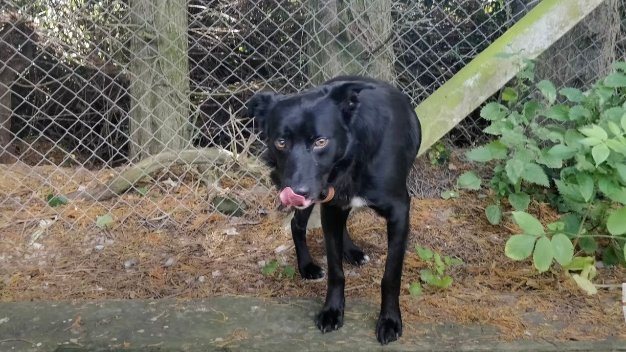 Cagnolone nero si lecca i baffi