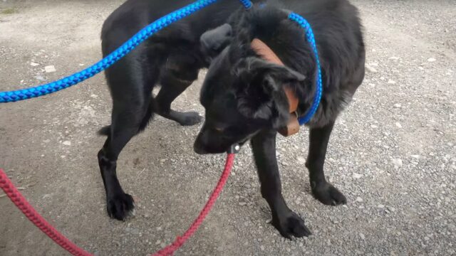 Dopo anni di abusi questo cane non riusciva neanche a sollevare la testa per guardare gli umani – Video