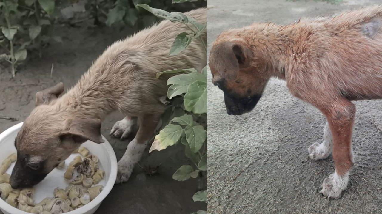 Cucciola di cane spaventata