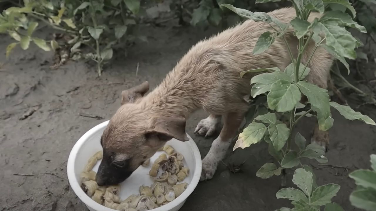 Cucciola di cane accetta l'offerta di cibo