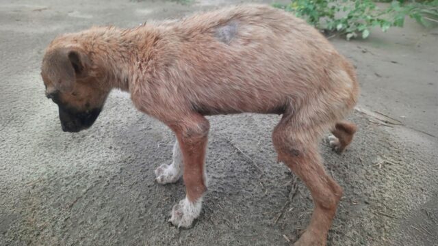 Dopo tanta sofferenza, finalmente, questa cucciola di cane trova l’amore che meritava – Video