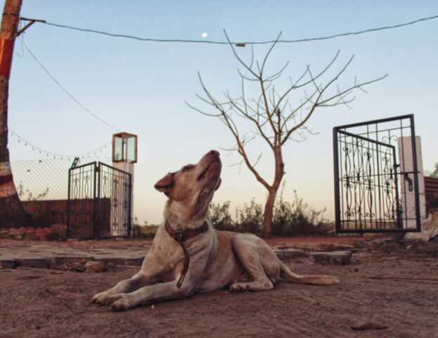 Ecco cosa significa se hai sognato un cane