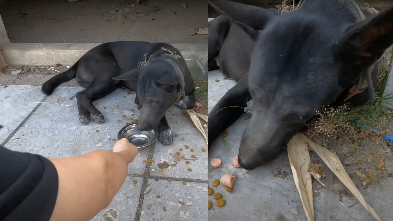 Cane nero viene tolto dalla strada 