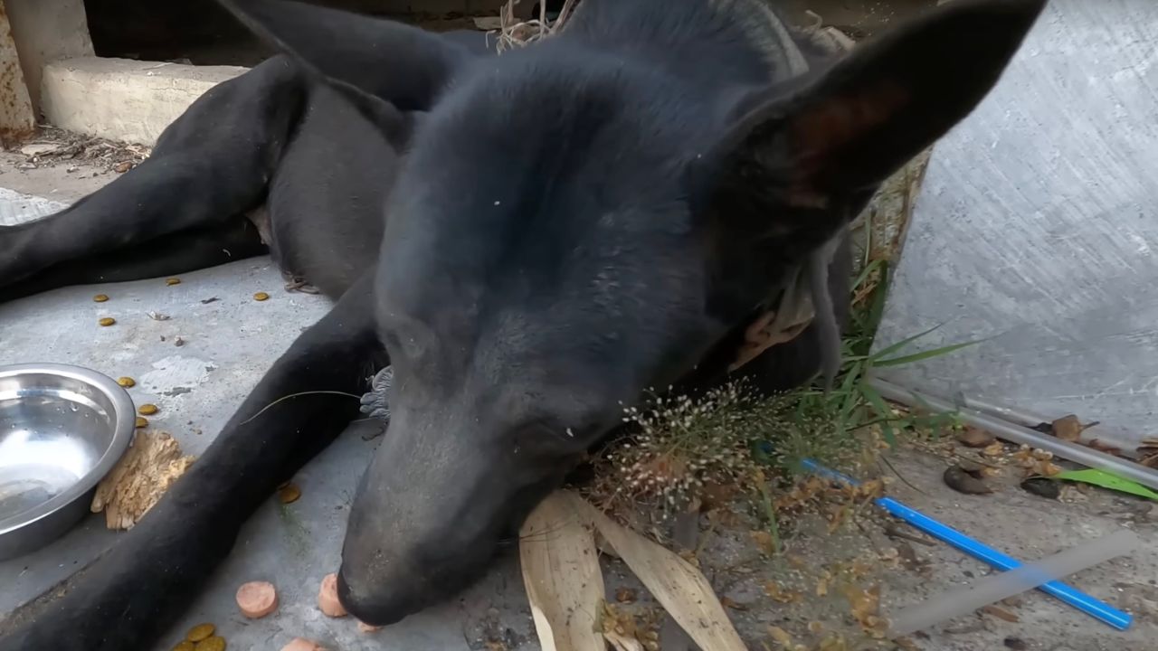 Cane nero disperato