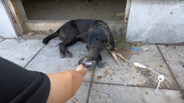 Era stato incatenato sotto un ponte: quando la donna ha visto il cane l’ha subito portato con sé – Video