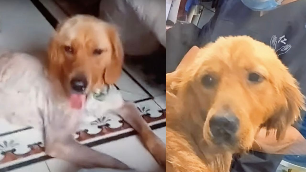 Golden Retriever reduce da abbandono