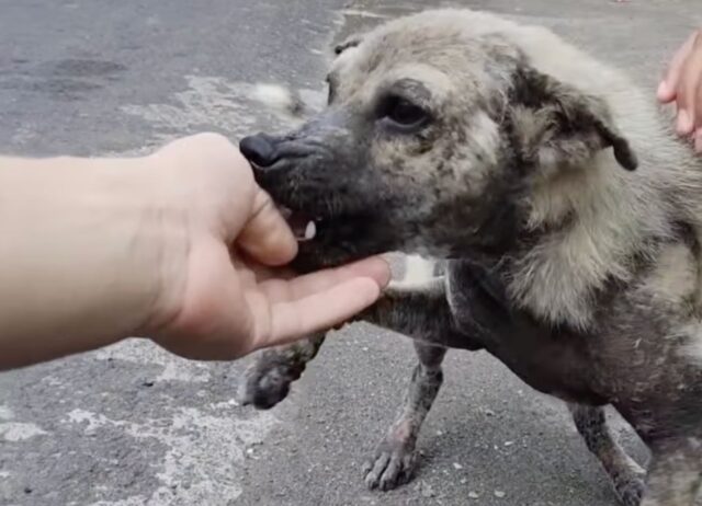 Ha provato a salvare questo cane per settimane, ma lui sembrava non volerne proprio sapere nulla