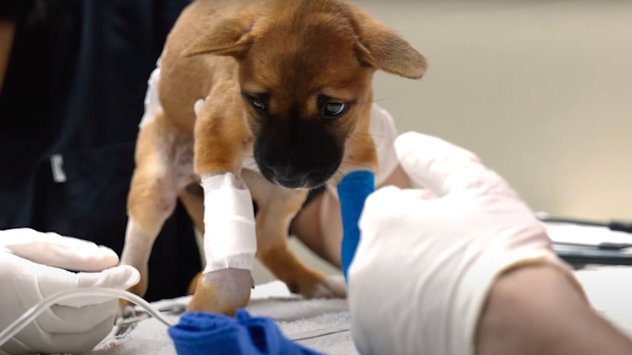 Cucciola di cane spaventata dal dottore