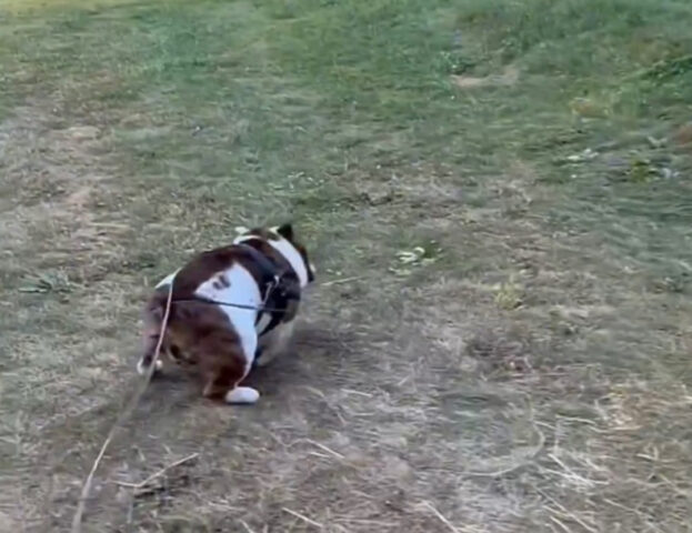 I salti a perdifiato del Bulldog fanno invidia ai campioni di parkour