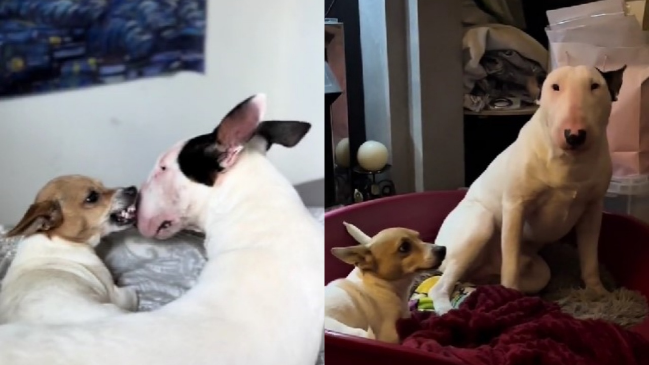 bull terrier cerca di farsi amare dalle sorelline