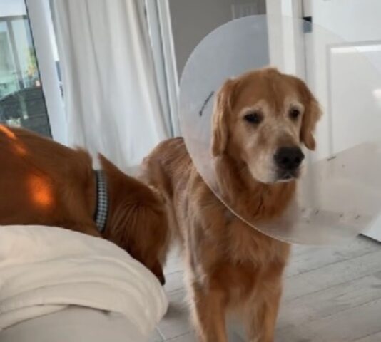 Il Golden Retriever deve indossare il collare elisabettiano e il fratello prende una decisione: deve bullizzarlo