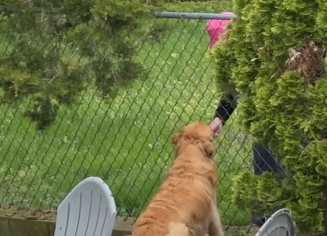 Il Golden Retriever stringe un legame con il vicino anziano che fa sciogliere chiunque lo noti