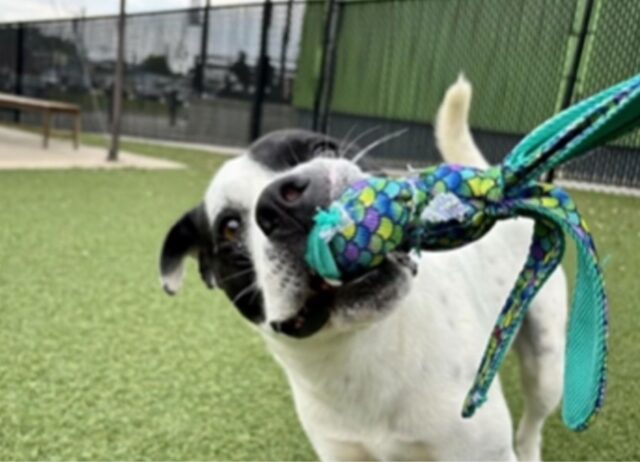 Il bambino con il cuore spezzato lascia un biglietto vicino al suo cane abbandonato, facendo piangere tutti