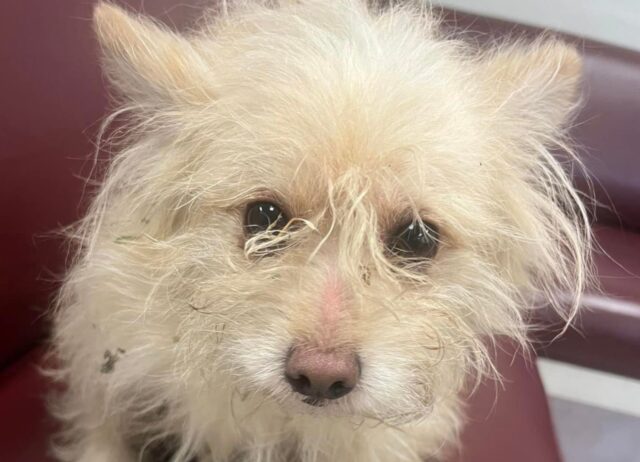 Il cagnolino abbandonato su un’autostrada non si è mosso di un centimetro sperando che tornassero da lui