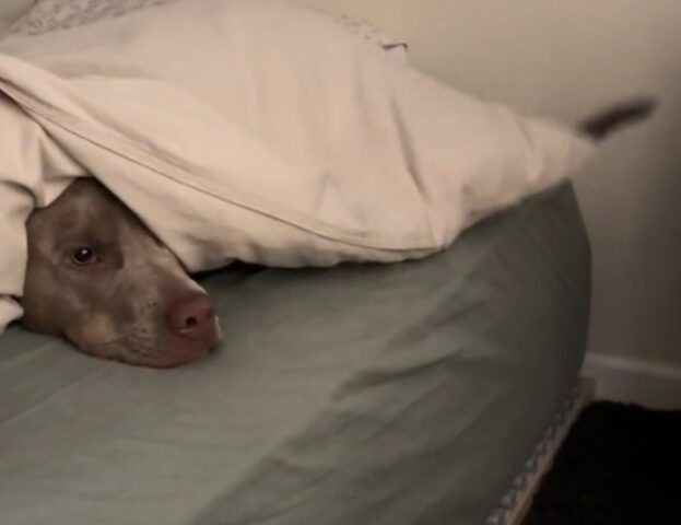 Il cane ama davvero il nascondino, ma si emoziona troppo e non riesce a giocarci bene