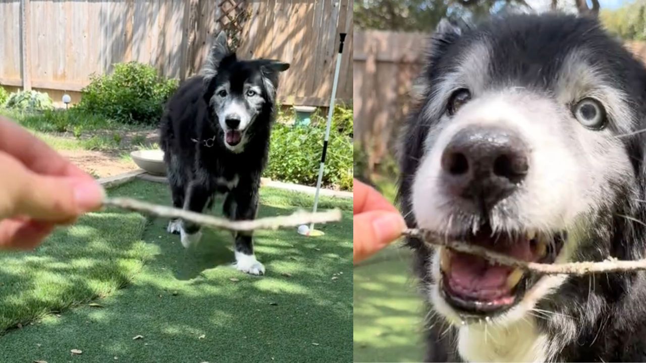 Cane anziano si diverte col bastone