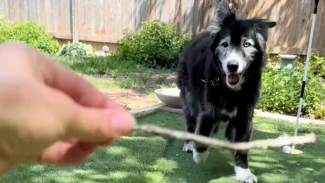 Il cane anziano si diverte tantissimo quando inizia a giocare con un bastone “adatto alla sua età”