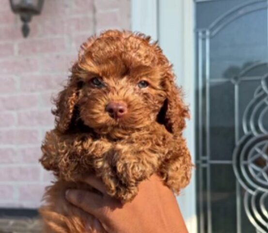 Il cucciolo di Cockapoo sceglie la sua nuova mamma nel modo più commovente che ci sia