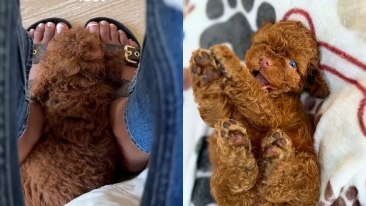 cucciolo di Cockapoo