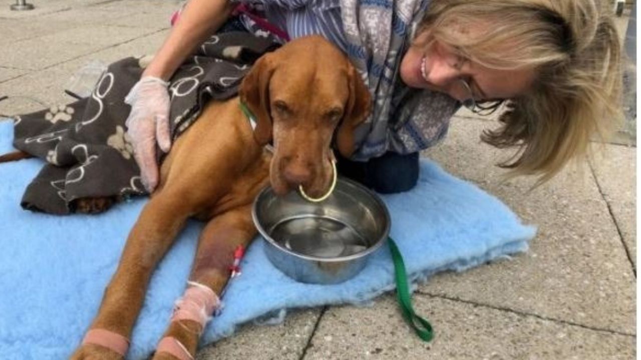 Donna si prende cura del cane