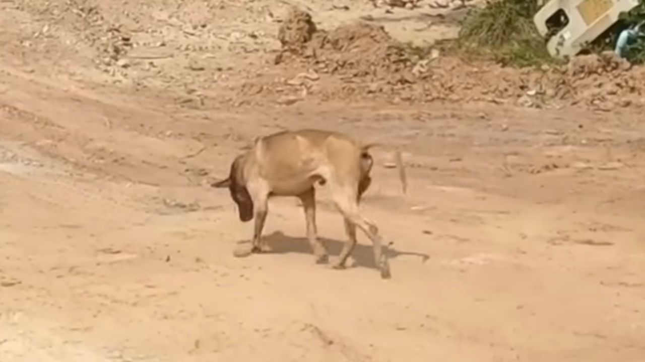 Cane necessita di aiuto