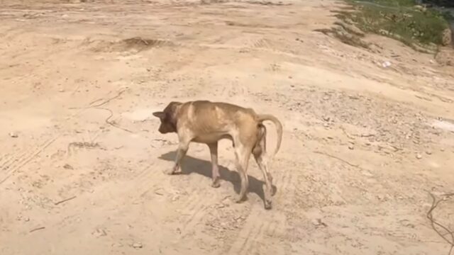 Il fatto che il cane sia sopravvissuto è a dir poco un miracolo: le sue condizioni erano indicibili – Video