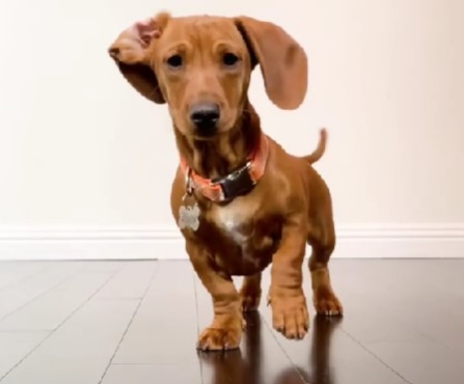 cane adottato dal canile