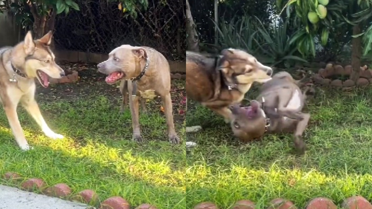 Husky e cane cieco giocano insieme