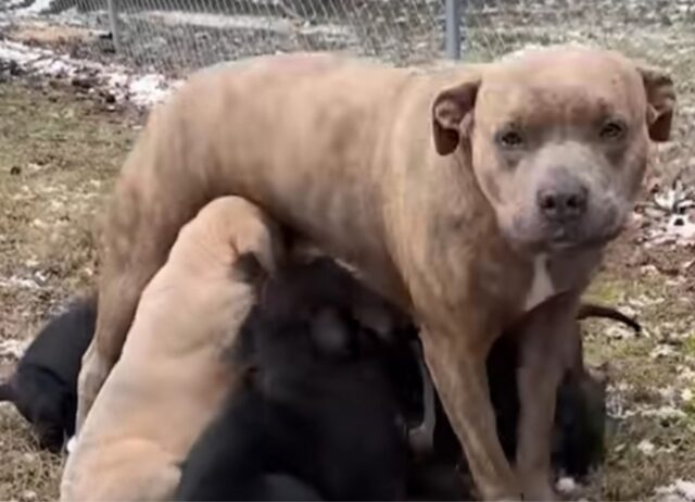 La mamma cane non sapeva come ringraziare una donna per aver salvato i suoi amati cuccioli