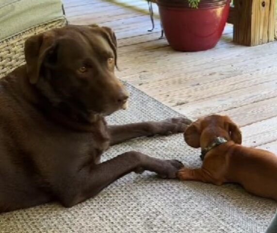 La mamma umana sorprende i suoi due cani mentre hanno un momento di incredibile tenerezza