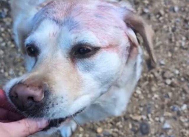 La padrona di questo cane non riesce a capire perché il suo pelo continua a diventare viola