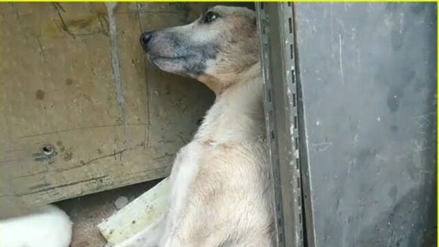 La povera mamma cane ha avuto un momento difficile, ma dopo qualche tempo è successo il miracolo – Video