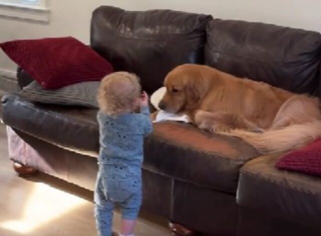 La routine mattutina del Golden Retriever e del suo fratellino umano è un concentrato di dolcezza