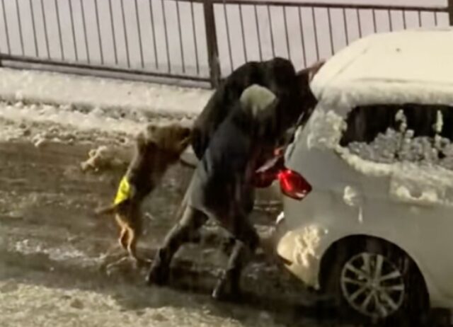 L’auto è bloccata nella neve, ma niente paura, ci pensa il cane a risolvere la situazione