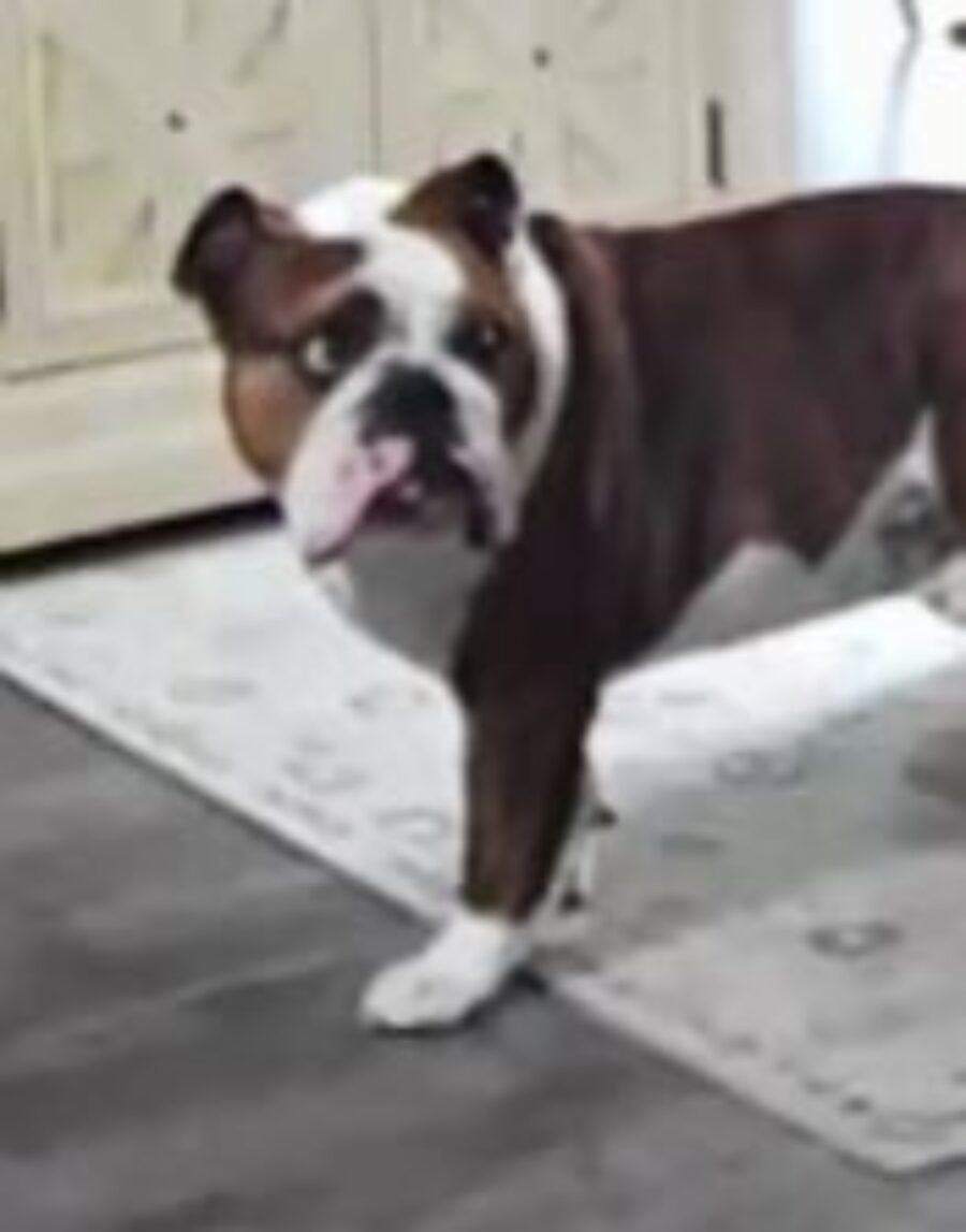 un bulldog di nome Lavelle