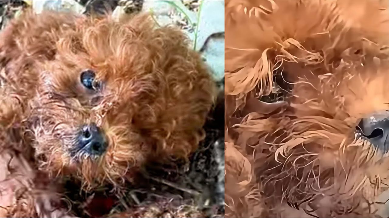 Cagnolina dal pelo arruffato