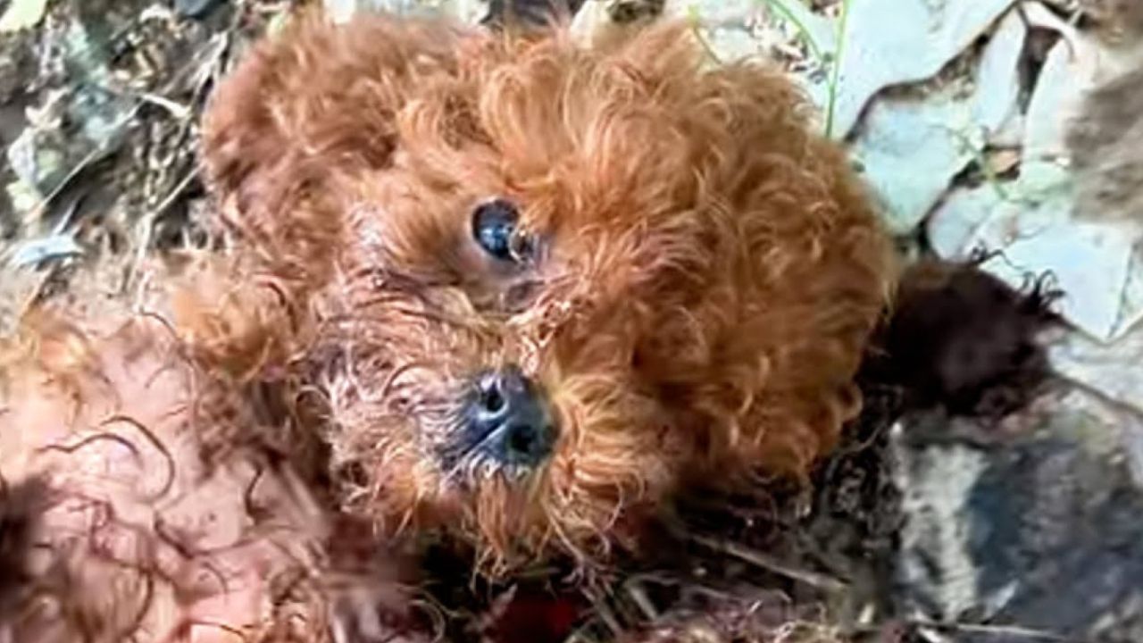 Cagnolina di piccola taglia