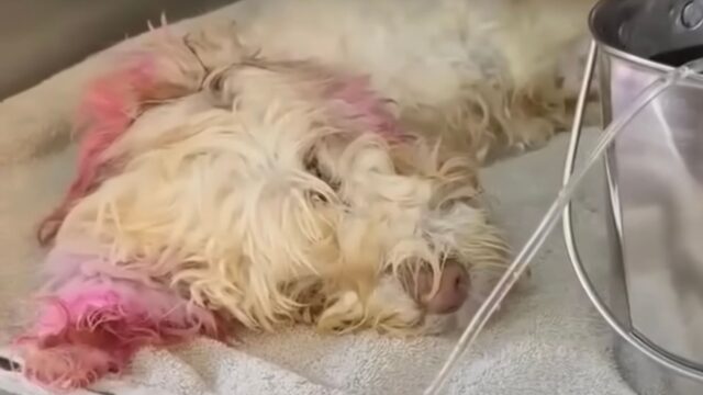 L’hanno colorata per puro divertimento e l’hanno ridotta così: la cagnolina non meritava tutto questo – Video