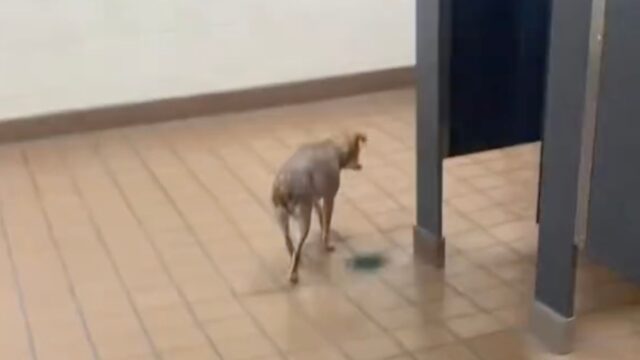 L’insegnante porta a scuola la sua cagnolina cieca e sorda, ma accade un imprevisto