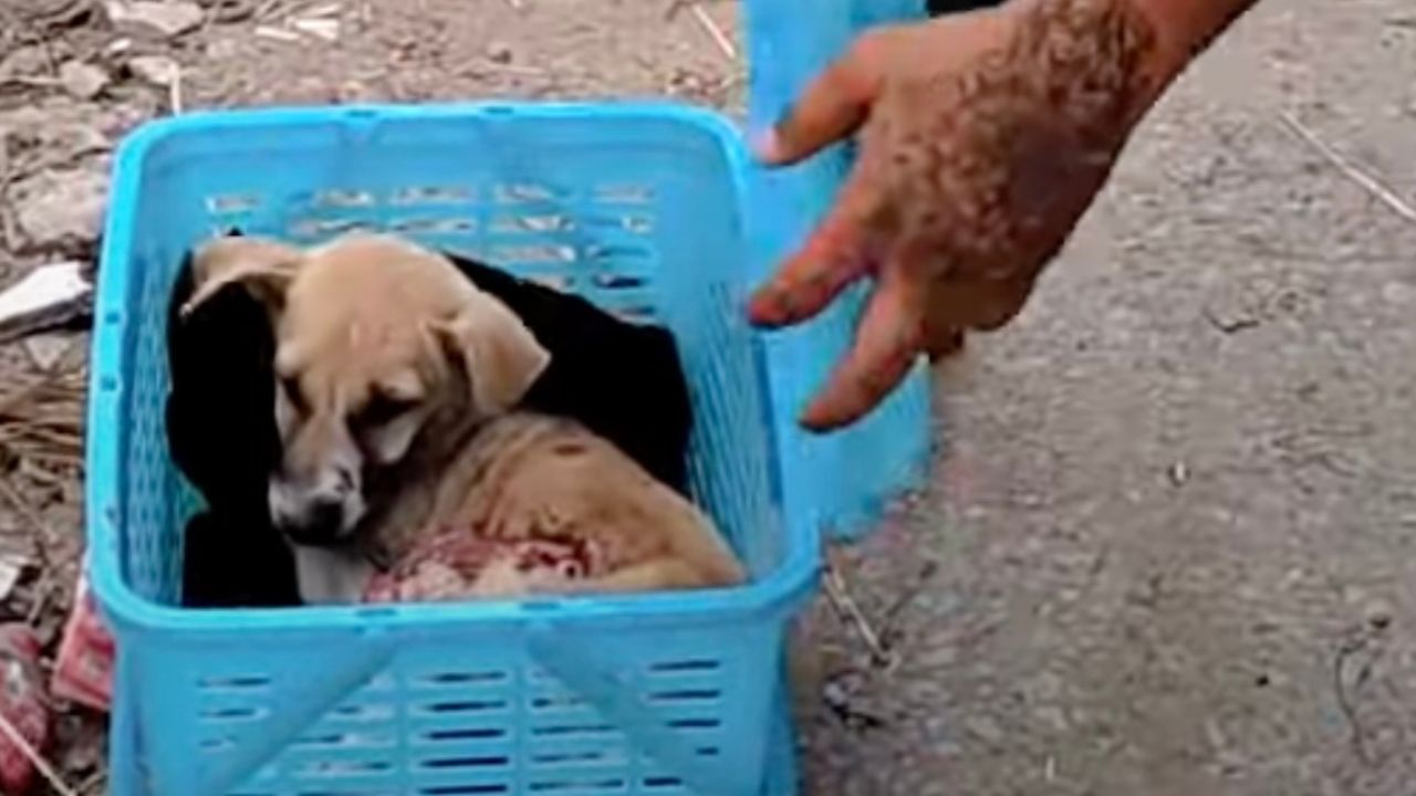 Cagnolina vittima di un incidente