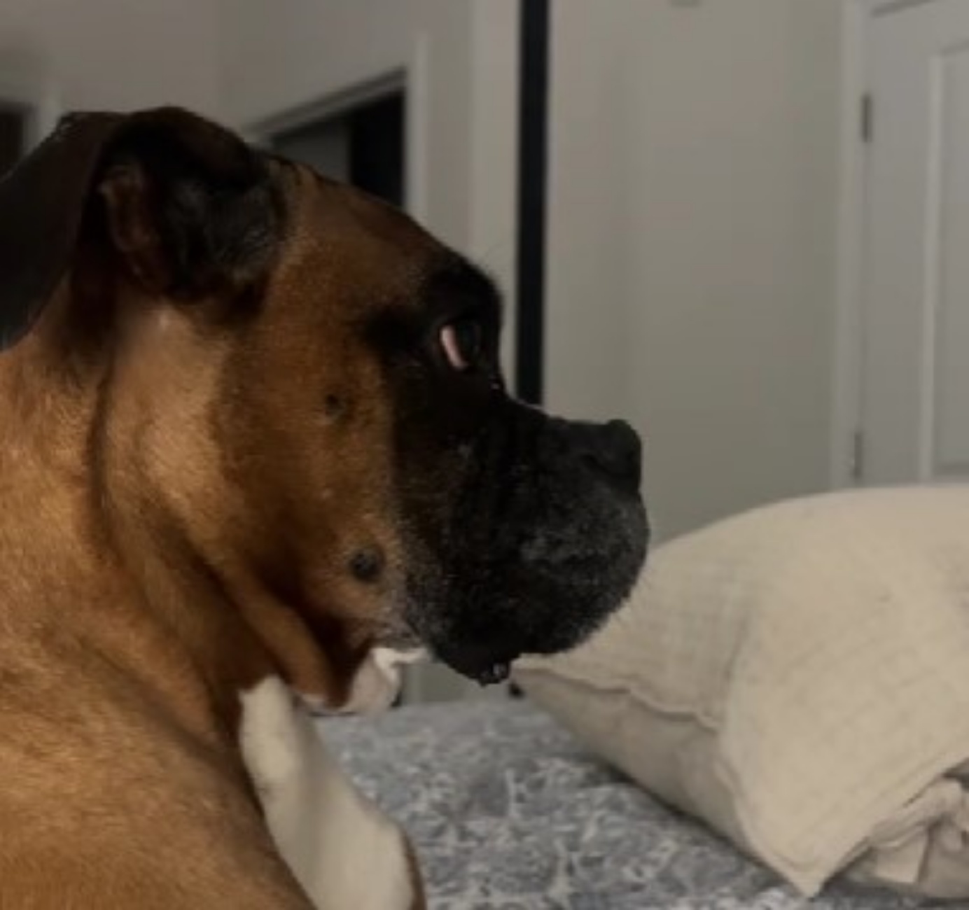 sguardo perplesso Boxer