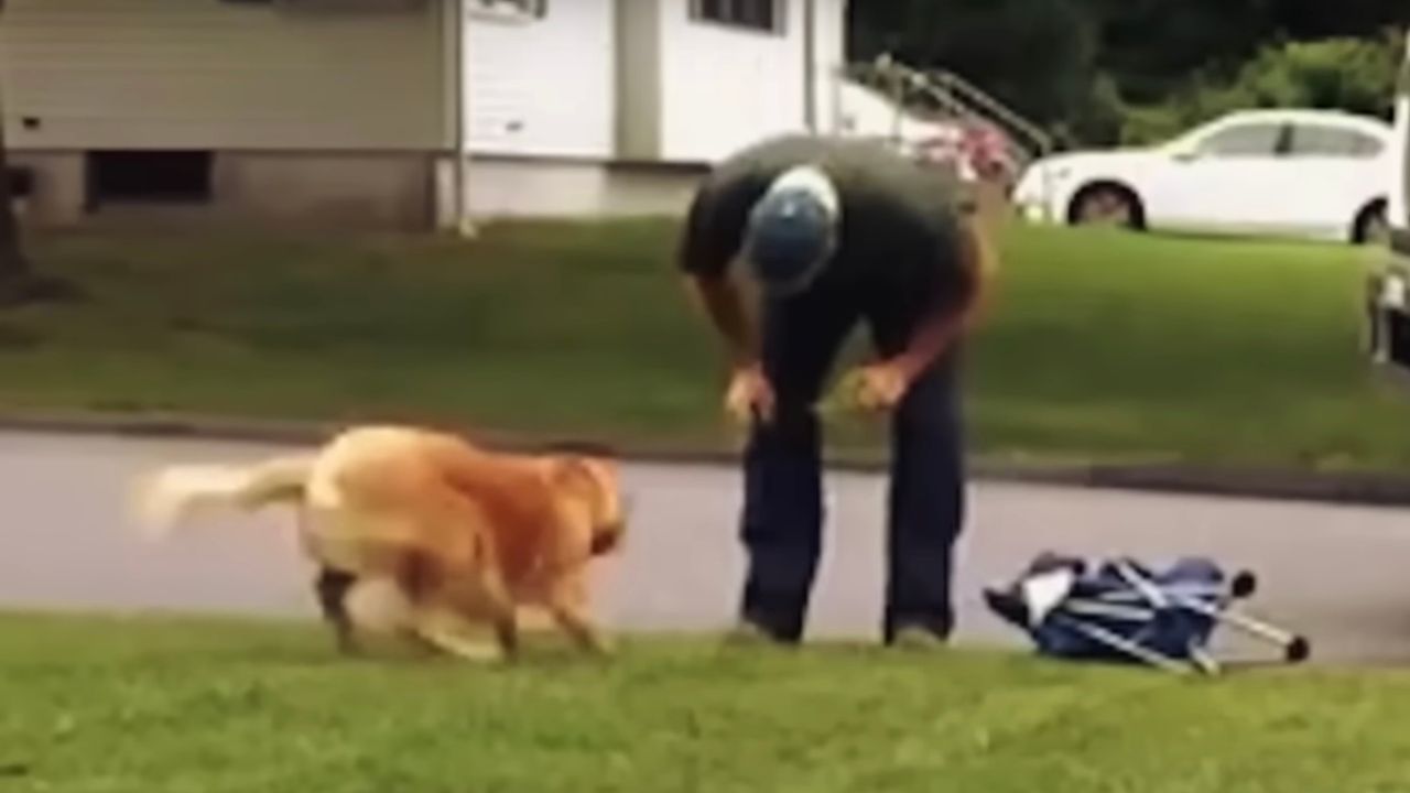 Golden retriever e spazzino